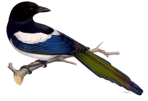 Pie bavarde (Pica pica) - Wilhelm von Wright (1810 - 1887) - Public domain - https://commons.wikimedia.org/wiki/File:Pica_pica.jpg